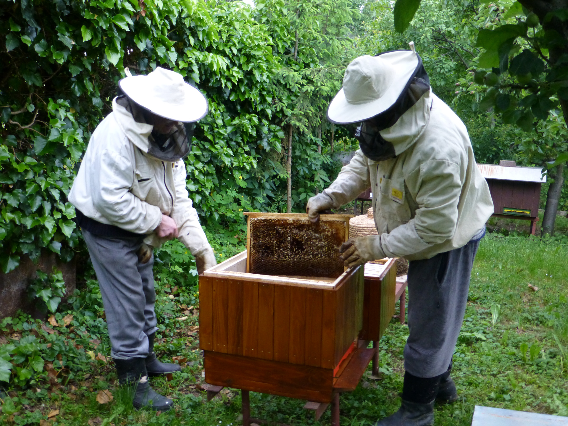 Včelári pri kontrole včelstva